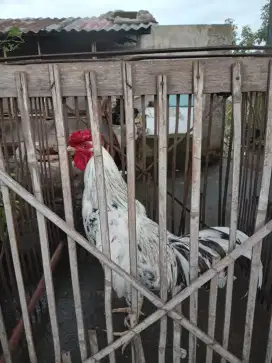 Ayam berkokok ketawa