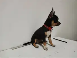 Chihuahua Betina