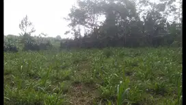 Dijual Tanah kebun Akses Jalan Lebar Masuk Kontainer Di Darangdan Pwk
