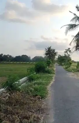 Tanah Tepi Jalan Aspal Strategis Di Jogja Barat