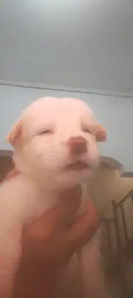 Anak Anjing mix Maltese
