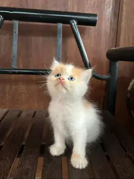 Kitten Persia Betina