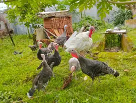 Kalkun sehat terawat