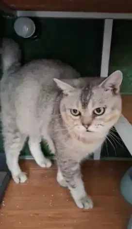 British shorthair