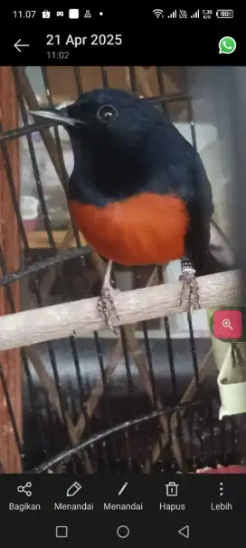 burung kesayangan murai medan jantan gacor