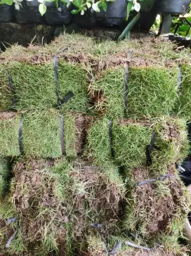 Rumput Jepang Rumput Taman