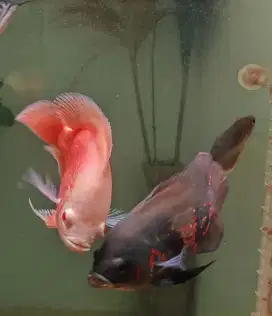 Ikan Oscar Arwana