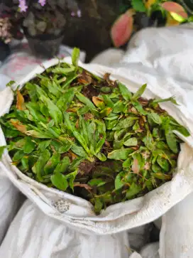Rumput gajah mini