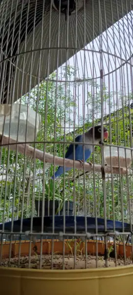 burung berisk alias ngoceh