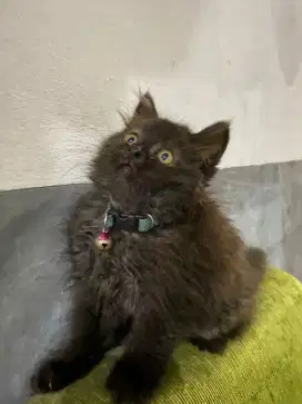 KITTEN PERSIAN LONGHAIR FLATNOSE BULU KAPAS