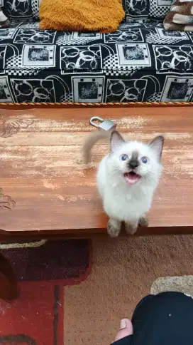 Kucing Kitten 4 Bulan Betina