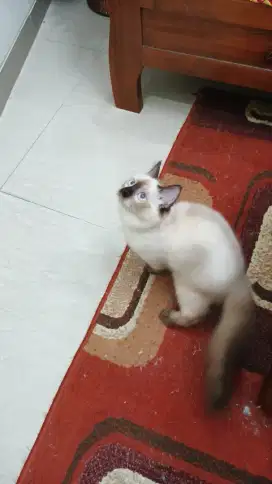 Kucing Himalaya Sealpoint NS Jantan 4 Bulan