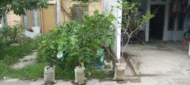 Di jual cepat 3 cangkokan jambu air tinggi -+2m 200k