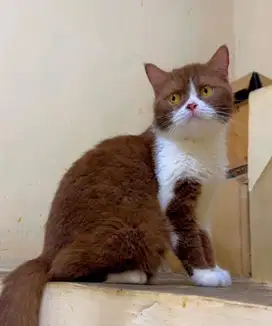 Kucing BSH Cinnamon