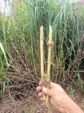 king grass aka raja rumput utk pakan sapi