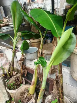 pohon pisang kepok madu mantap