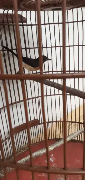 Murai betina kelawu