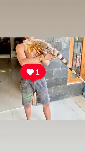 Lucu banget iguana gedee