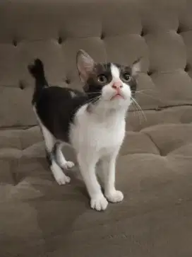 Anak kucing domestik/kampung gratis
