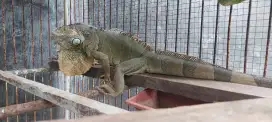 Jual cepat iguana hijau