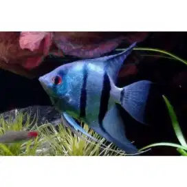 Ikan Manfish Blue Pinoy
