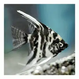 Ikan Manfish Three Colour