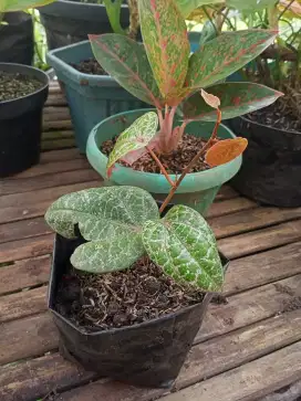 Bibit tanaman sirih merah