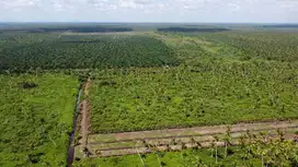 Dijual Cepat Tanah Cocok Untuk Investasi Peniti Kalimatan Barat
