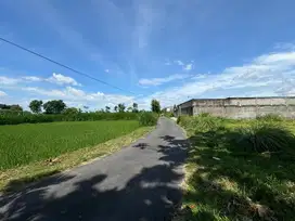 Tanah Murah Jogja, View Sawah SHM Pekarangan