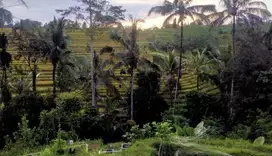 Di jual tanah los sungai view sawah dan jungle di tabanan