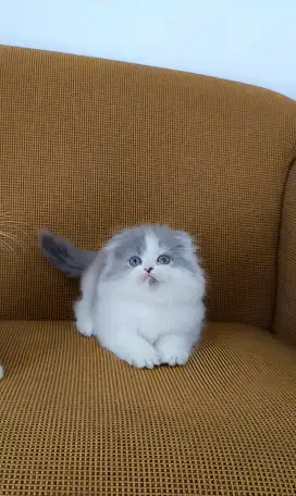 SCOTTISH FOLD/TELINGA LIPAT