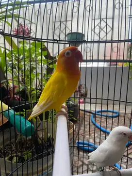 lovebird proses jodohan albino mm x lutino mm