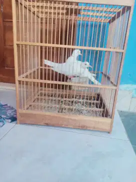Puter Pelung Putih