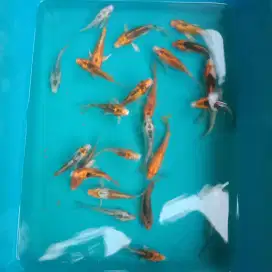 Koi metalik kumpay