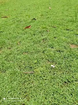 Rumput gajah rumput taman