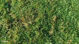 Jual rumput lapangan sepak bola klaten terbaik