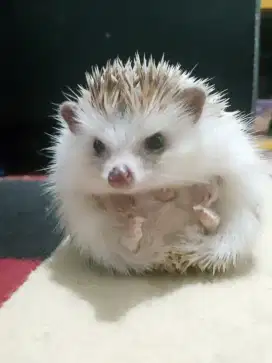 Landak Mini Imut & Jinak – Teman Lucu untuk di Rumah!