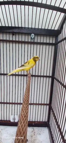 kenari crossbred