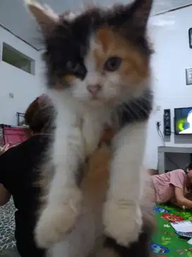 DIJUAL KUCING BETINA PERSIA UMUR 3 BULAN NO KUTU NO JAMUR