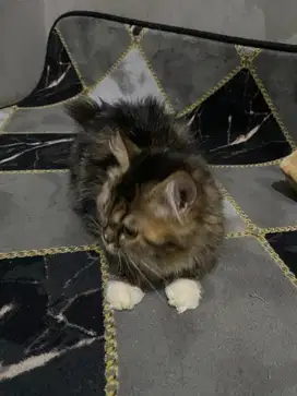Lepas cepat adopsi kitten Anggora