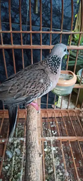 derkuku betina kuk 2 sandung 3