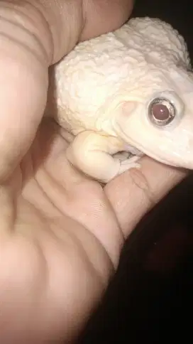 Kodok bullfrog jumbo albino mata merah