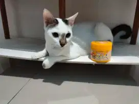 Native Gold - penambah nafsu makan kucing