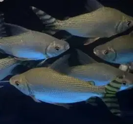 Ikan yellow feifeng 18-20cm pembasmi lumut tankmate arowana