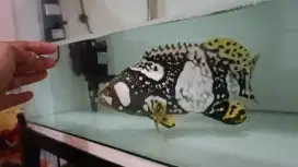 Bumblebee Grouper / kerapu emas langka -+23-25cm