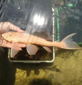 Sapu albino jumbo 35cm up pembersih lumut kolam