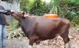 sapi bali 265kiloan jantan siap kurban murmer ekonomisan hemat rawatan
