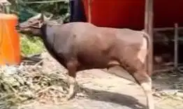sapi bali 265kiloan jantan siap kurban ekonomisan 2 tahunan jamin puas