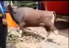 sapi bali 265kiloan 2 tahunan siap kurban 2025 murmer ekonomisan puas