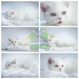 British Short Hair (BSH) White Solid